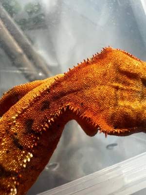 0.1 Kronengecko (Correlophus ciliatus)