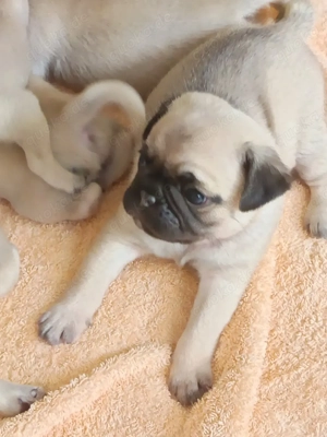 Liebevolle Mops-Welpen   6 Wochen alt, ab 06. Februar bereit, jetzt reservieren   