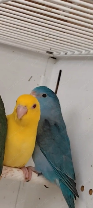 Blaugenick Sperlingspapageien Pärchen 