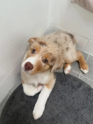 Süßer, liebevoller Australier sucht neues Zuhause