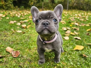Französische Bulldoggenwelpen 