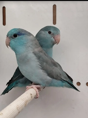 Blaugenick Sperlingspapageien Pärchen  Bild 2