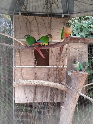 Gelbseitensittiche abzugeben 