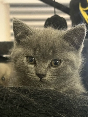 Wunderschöne BKH Kitten 