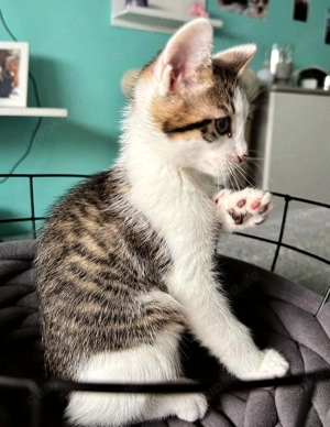 BKH x EKH zuckersüße Kuschelbärchen 