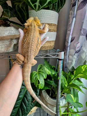 gelb creme hypo het trans Bock blue reptilienbörse Frankfurt 