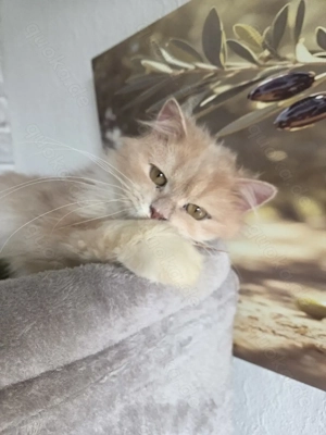 Perser Kater 1,5 Jahre alt