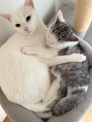 Dringend gesucht, Vermisste katze 