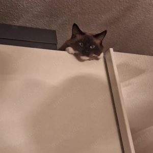 Katze Siam 