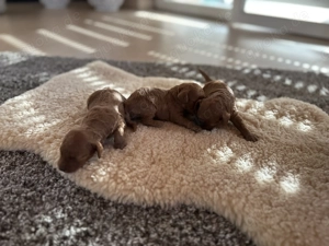 Zwergpudel Welpen apricot-rot Bild 4