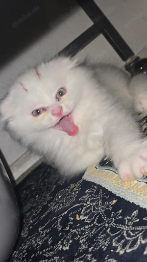 wunderschöne perser   BLH katze 