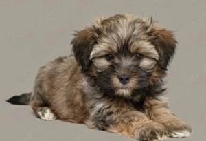 LETZTER Shih-poo ( Shih-Tzu x Pudel ) ähnlich Maltipoo