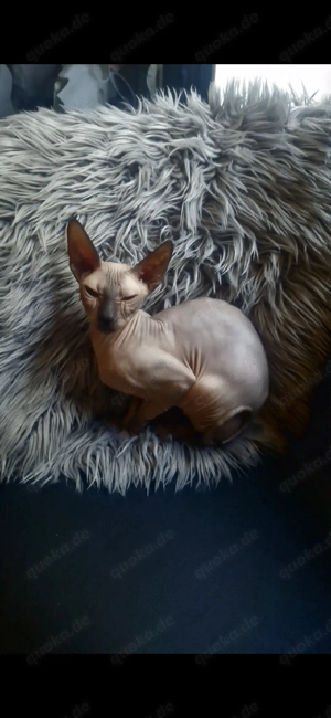 Suche Deckkater für Don Sphynx 