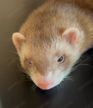 Frettchen gesucht (Rüde bevorzugt)