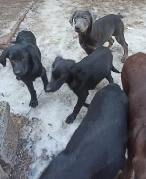 Labrador Mischling schwarz, grau, Bild 4