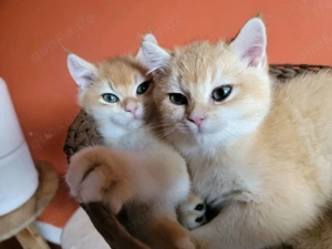 BKH   Süße Kätzchen, vier Mädchen und zwei Jungen