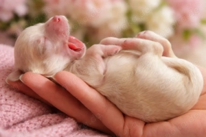 Maltipoo F1 Verpaarung Malteser Toypudel Zwergpudel 