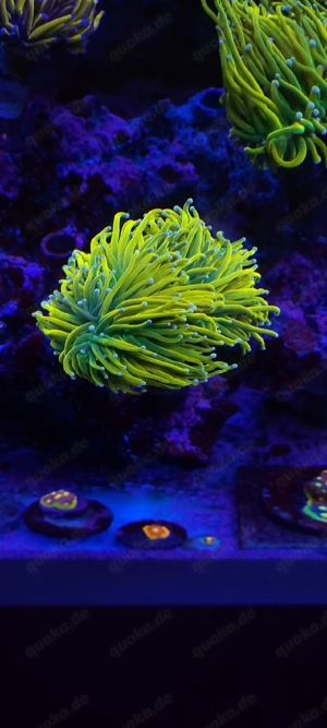 Verschiedene Korallenableger Euphyllia, Acropora  Bild 3