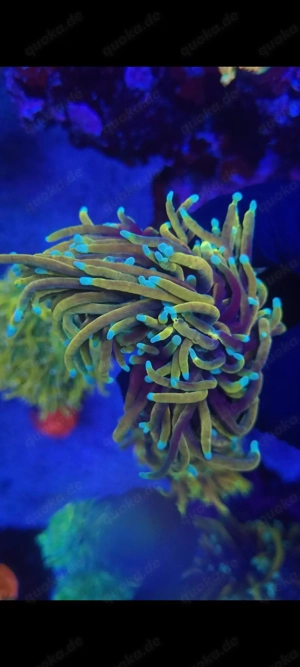 Verschiedene Korallenableger Euphyllia, Acropora  Bild 4