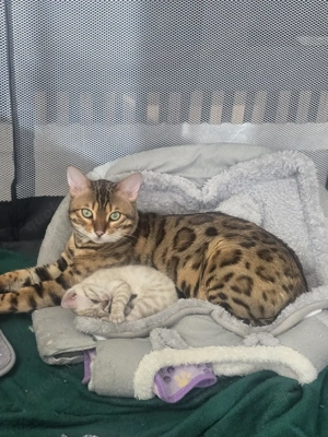 3 süße Bengal Kätzchen suchen ein liebevolles Zuhause