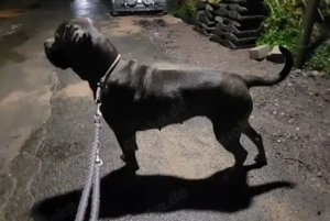    Wurfankündigung Cane Corso Welpen (Mix)