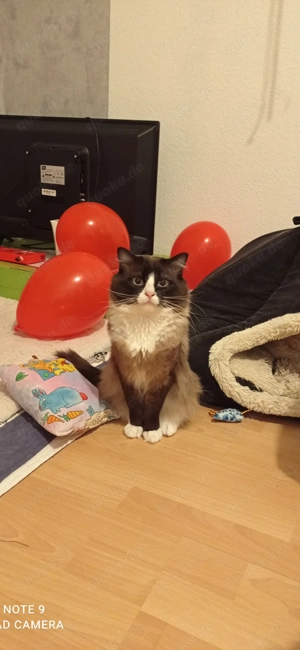 Ragdoll Katze mit Stammbaum 