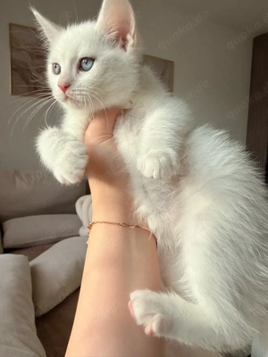      Zwei reinrassige Katzen (British Shorthair & Maine Coon)   nur gemeinsam abzugeben