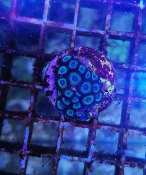 Meerwasser Korallen Zoanthus  Bild 7