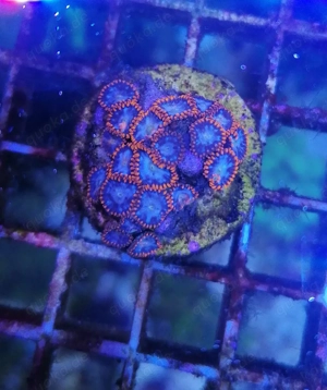 Meerwasser Korallen Zoanthus  Bild 5