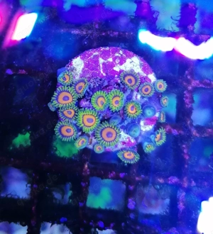 Meerwasser Korallen Zoanthus  Bild 6