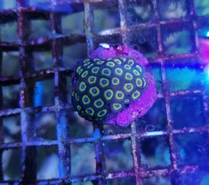 Meerwasser Korallen Zoanthus  Bild 4