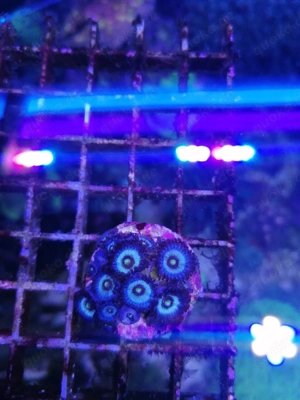 Meerwasser Korallen Zoanthus  Bild 8