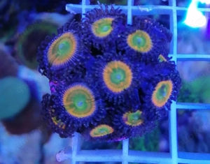 Meerwasser Korallen Zoanthus  Bild 2