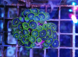 Meerwasser Korallen Zoanthus  Bild 3