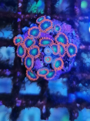 Meerwasser Korallen Zoanthus  Bild 9