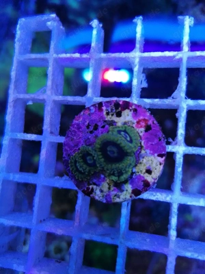 Meerwasser Korallen Zoanthus  Bild 10