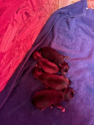 Chihuahua-Welpen aus liebevollem Zuhause