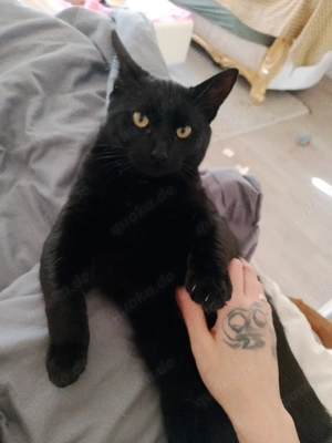 Schweren Herzens in Liebevolle Hände abzugeben bitte lest euch den Text dazu durch !