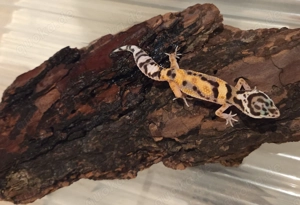 Jungtiere Leopardgecko 2025  Bild 3