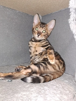 Bengal kiten Bild 3