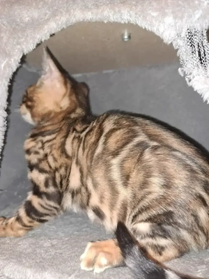 Bengal kiten Bild 2