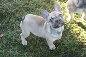 5 mon. alter Französische Bulldogge Rüde ist auf der Suche