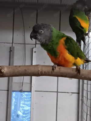 Suche Mohrenkopf Papageien 