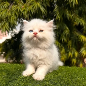 wunderschöne Perserkätzchen