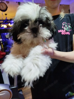 Shih-Tzu Welpe Hündin 