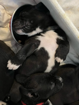 Wunderschöne & Liebe American Bully XL Mischlings Welpen 