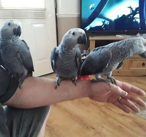 2 Graupapageien-Babys zu verkaufen