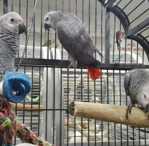 2 Graupapageien zu verkaufen