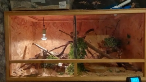 Voll ausgestattetes OSB-Terrarium 120 50 50 cm + adulte Kornnatter M, handzahm