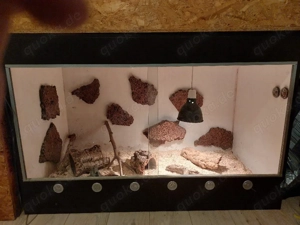 OSB-Terrarium 120 60 80 cm teilweise ausgestattet + Kornnatter Weibchen, 2 Jahre